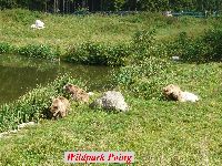 Wildpark Poing